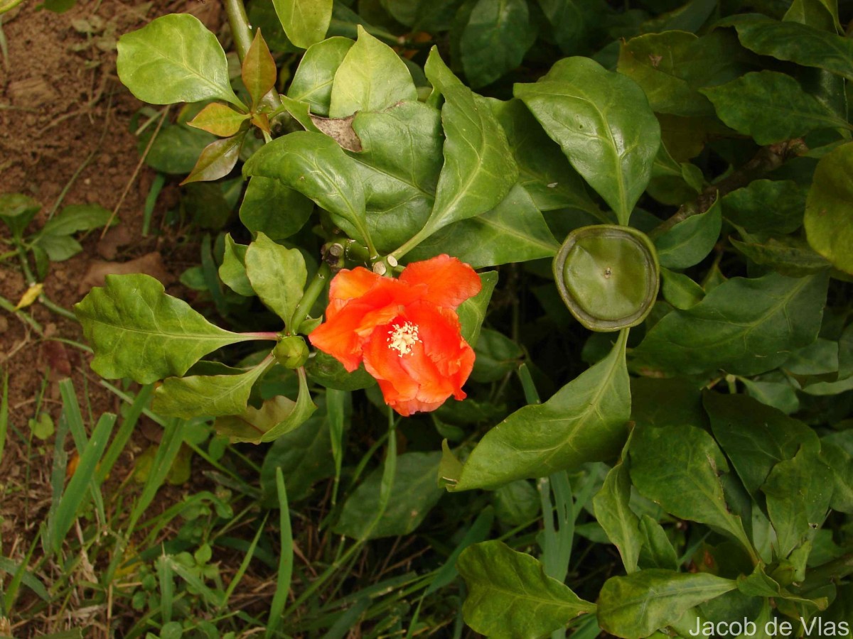 Leuenbergeria bleo (Kunth) Lodé